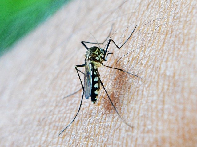 malaria vaccine